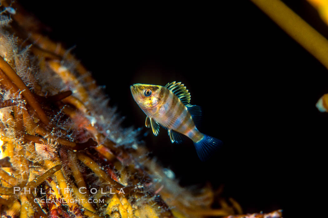 Juvenile rockfish hiding amidst kelp holdfast, offshore drift kelp, open ocean. San Diego, California, USA, natural history stock photograph, photo id 01262