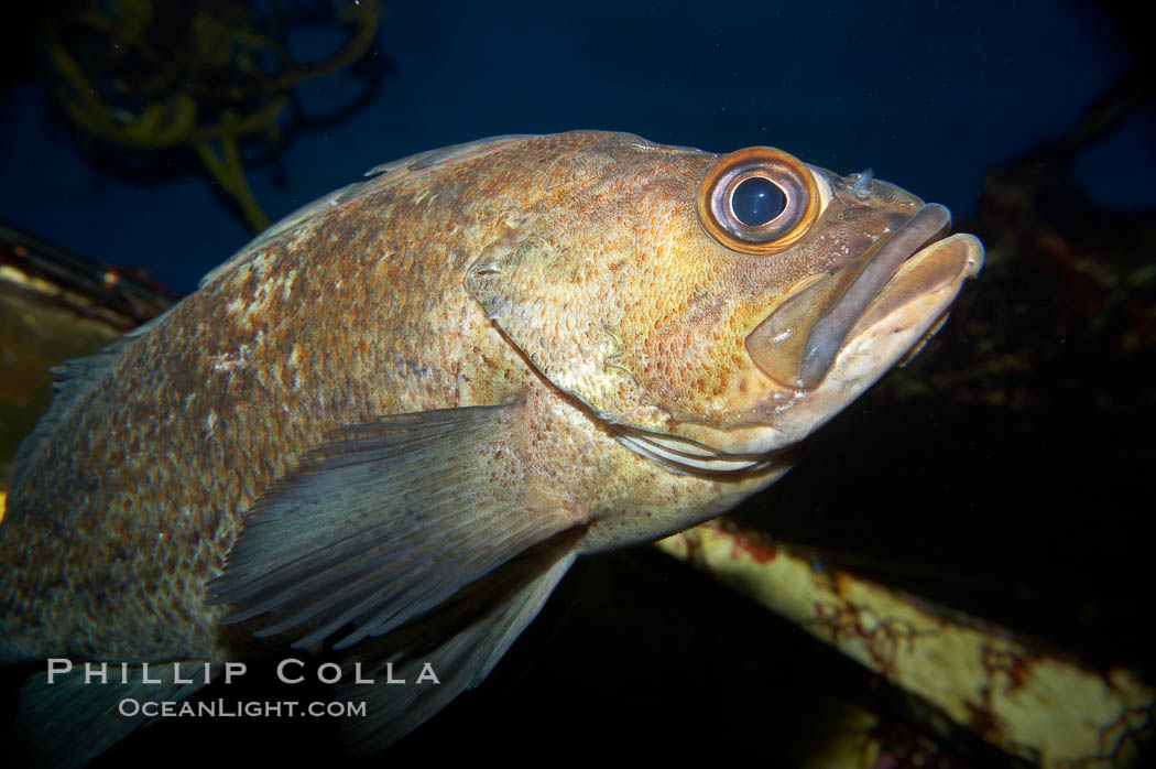 Unidentified rockfish., natural history stock photograph, photo id 11884