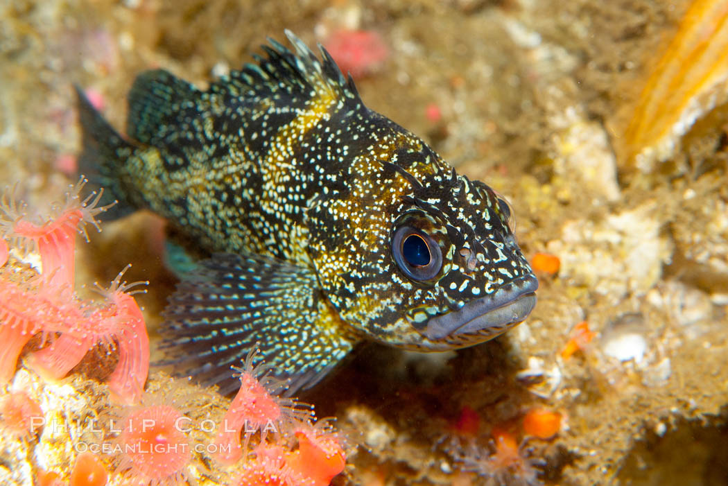 Unidentified rockfish., natural history stock photograph, photo id 14943