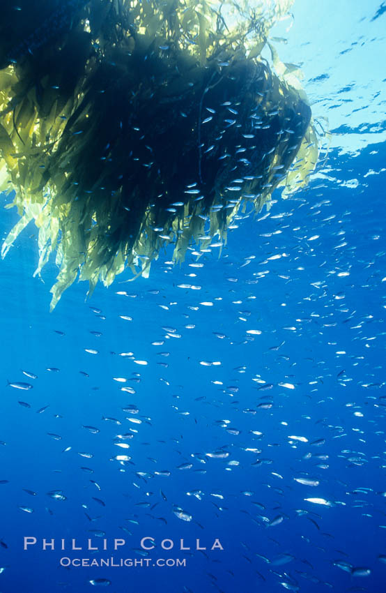 Juvenile rockfish school under a patch of drift kelp, open ocean. San Diego, California, USA, natural history stock photograph, photo id 07001