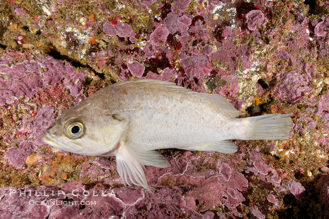 Unidentified rockfish., natural history stock photograph, photo id 10137