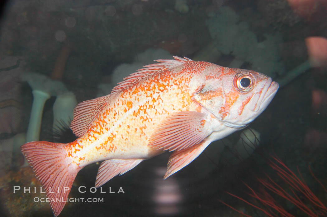 Unidentified rockfish., natural history stock photograph, photo id 14078
