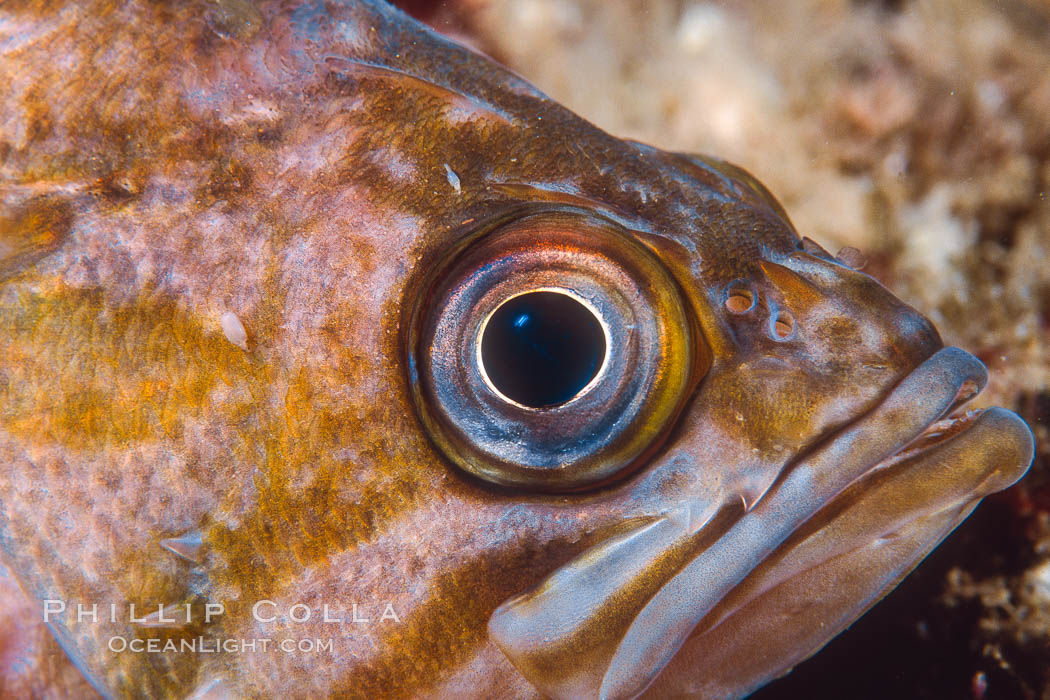 Rockfish. California, USA, natural history stock photograph, photo id 36346