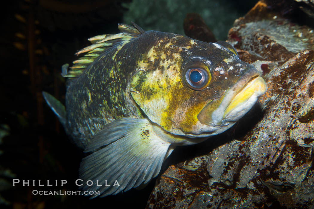 Unidentified rockfish., natural history stock photograph, photo id 27208