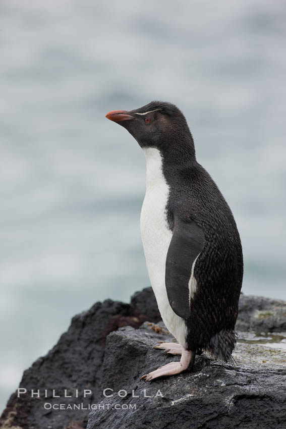 Rockhopper penguin.  This juvenile has not yet developed the yellowish plume feathers that extend behind its red eye in adults.  The western rockhopper penguin stands about 23" high and weights up to 7.5 lb, with a lifespan of 20-30 years. New Island, Falkland Islands, United Kingdom, Eudyptes chrysocome, Eudyptes chrysocome chrysocome, natural history stock photograph, photo id 23734