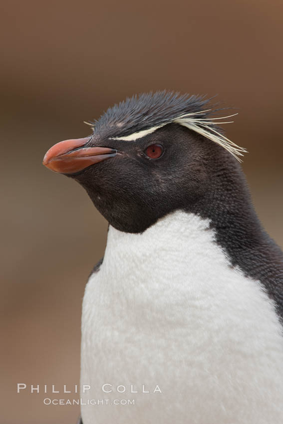 Rockhopper penguin portrait, showing the yellowish plume feathers that extend behind its red eye in adults.  The western rockhopper penguin stands about 23" high and weights up to 7.5 lb, with a lifespan of 20-30 years. New Island, Falkland Islands, United Kingdom, Eudyptes chrysocome, Eudyptes chrysocome chrysocome, natural history stock photograph, photo id 23728