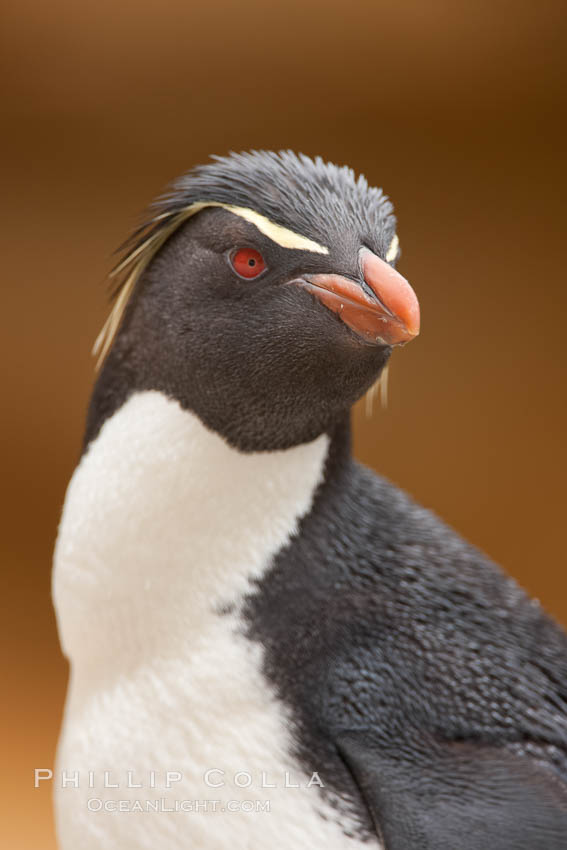 Rockhopper penguin portrait, showing the yellowish plume feathers that extend behind its red eye in adults.  The western rockhopper penguin stands about 23" high and weights up to 7.5 lb, with a lifespan of 20-30 years. New Island, Falkland Islands, United Kingdom, Eudyptes chrysocome, Eudyptes chrysocome chrysocome, natural history stock photograph, photo id 23732