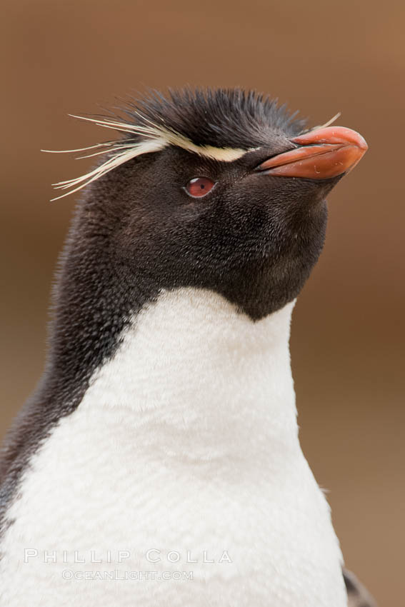 Rockhopper penguin portrait, showing the yellowish plume feathers that extend behind its red eye in adults.  The western rockhopper penguin stands about 23" high and weights up to 7.5 lb, with a lifespan of 20-30 years. New Island, Falkland Islands, United Kingdom, Eudyptes chrysocome, Eudyptes chrysocome chrysocome, natural history stock photograph, photo id 23736