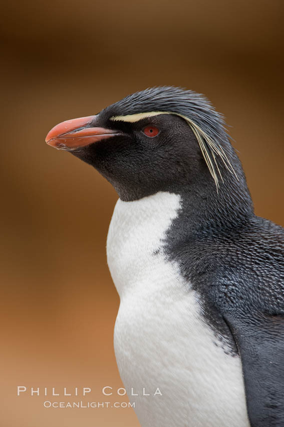 Rockhopper penguin portrait, showing the yellowish plume feathers that extend behind its red eye in adults.  The western rockhopper penguin stands about 23" high and weights up to 7.5 lb, with a lifespan of 20-30 years. New Island, Falkland Islands, United Kingdom, Eudyptes chrysocome, Eudyptes chrysocome chrysocome, natural history stock photograph, photo id 23723