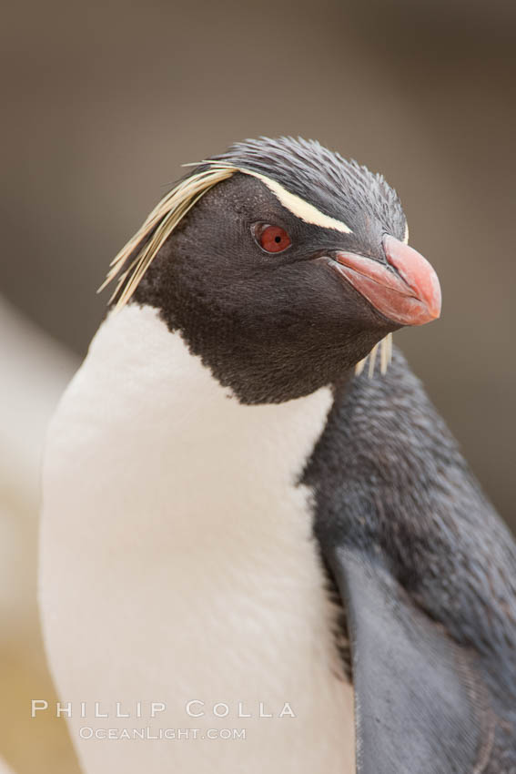 Rockhopper penguin portrait, showing the yellowish plume feathers that extend behind its red eye in adults.  The western rockhopper penguin stands about 23" high and weights up to 7.5 lb, with a lifespan of 20-30 years. New Island, Falkland Islands, United Kingdom, Eudyptes chrysocome, Eudyptes chrysocome chrysocome, natural history stock photograph, photo id 23731