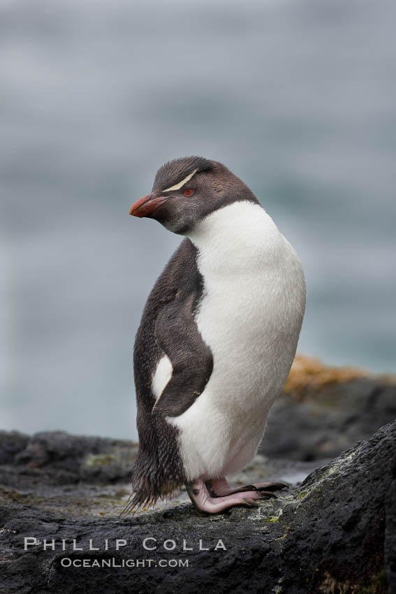 Rockhopper penguin.  This juvenile has not yet developed the yellowish plume feathers that extend behind its red eye in adults.  The western rockhopper penguin stands about 23" high and weights up to 7.5 lb, with a lifespan of 20-30 years. New Island, Falkland Islands, United Kingdom, Eudyptes chrysocome, Eudyptes chrysocome chrysocome, natural history stock photograph, photo id 23725