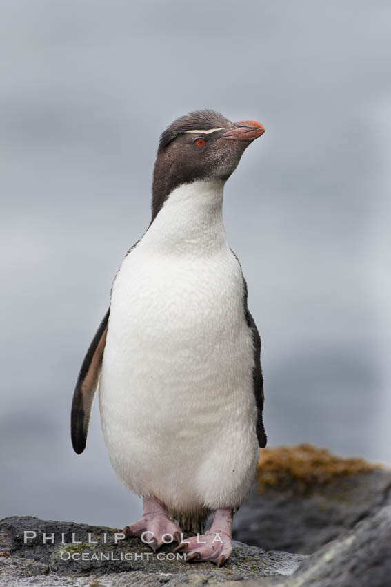 Rockhopper penguin.  This juvenile has not yet developed the yellowish plume feathers that extend behind its red eye in adults.  The western rockhopper penguin stands about 23" high and weights up to 7.5 lb, with a lifespan of 20-30 years. New Island, Falkland Islands, United Kingdom, Eudyptes chrysocome, Eudyptes chrysocome chrysocome, natural history stock photograph, photo id 23733