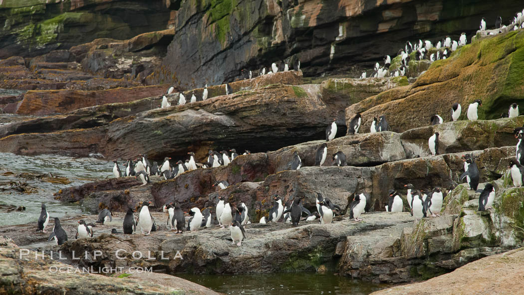 Rockhopper penguins, on rocky coastline of New Island in the Falklands.  True to their name, rockhopper penguins scramble over the rocky intertidal zone and up steep hillsides to reach their nesting colonies which may be hundreds of feet above the ocean, often jumping up and over rocks larger than themselves.  Rockhopper penguins reach 23" and 7.5lb in size, and can live 20-30 years.  They feed primarily on feed on krill, squid, octopus, lantern fish, molluscs, plankton, cuttlefish, and crustaceans. Falkland Islands, United Kingdom, Eudyptes chrysocome, Eudyptes chrysocome chrysocome, natural history stock photograph, photo id 23746