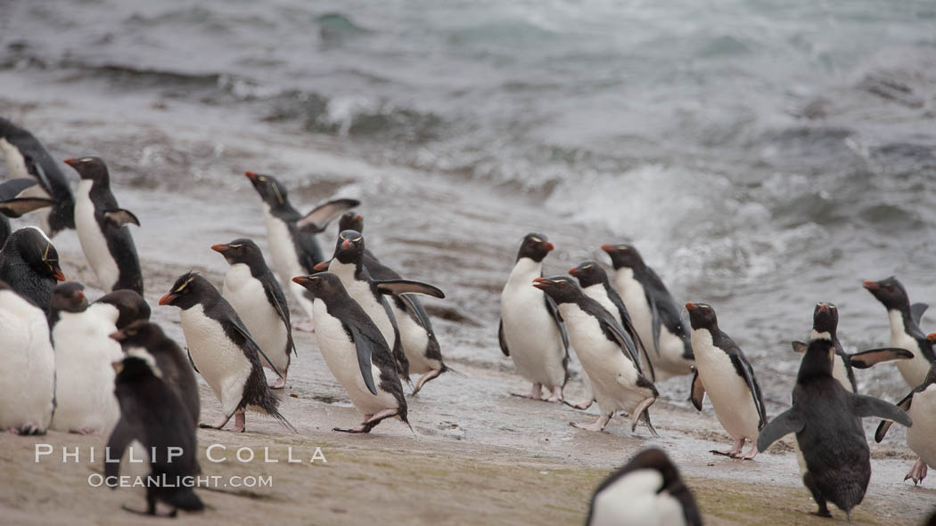 Rockhopper penguins, on rocky coastline of New Island in the Falklands.  True to their name, rockhopper penguins scramble over the rocky intertidal zone and up steep hillsides to reach their nesting colonies which may be hundreds of feet above the ocean, often jumping up and over rocks larger than themselves.  Rockhopper penguins reach 23" and 7.5lb in size, and can live 20-30 years.  They feed primarily on feed on krill, squid, octopus, lantern fish, molluscs, plankton, cuttlefish, and crustaceans. Falkland Islands, United Kingdom, Eudyptes chrysocome, Eudyptes chrysocome chrysocome, natural history stock photograph, photo id 23750