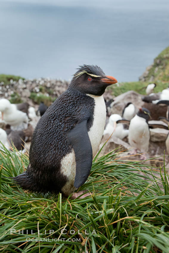 Western rockhopper penguin, standing atop tussock grass near a rookery of black-browed albatross. Westpoint Island, Falkland Islands, United Kingdom, Eudyptes chrysocome, natural history stock photograph, photo id 23934