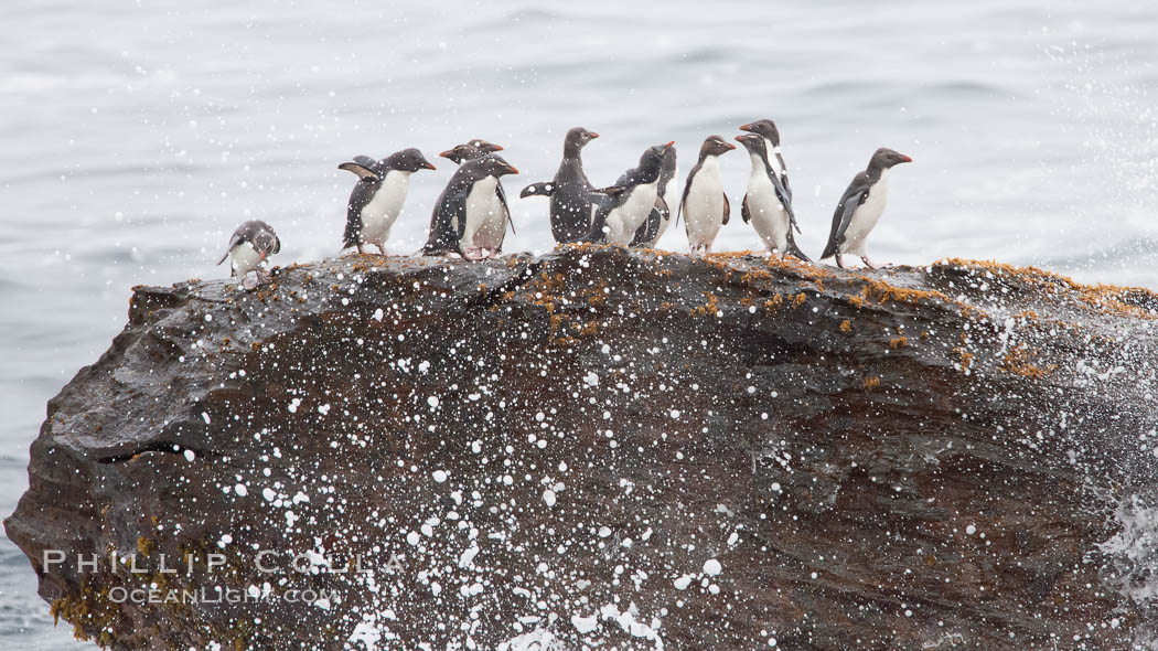 Rockhopper penguins, on rocky coastline of New Island in the Falklands.  True to their name, rockhopper penguins scramble over the rocky intertidal zone and up steep hillsides to reach their nesting colonies which may be hundreds of feet above the ocean, often jumping up and over rocks larger than themselves.  Rockhopper penguins reach 23" and 7.5lb in size, and can live 20-30 years.  They feed primarily on feed on krill, squid, octopus, lantern fish, molluscs, plankton, cuttlefish, and crustaceans. Falkland Islands, United Kingdom, Eudyptes chrysocome, Eudyptes chrysocome chrysocome, natural history stock photograph, photo id 23748