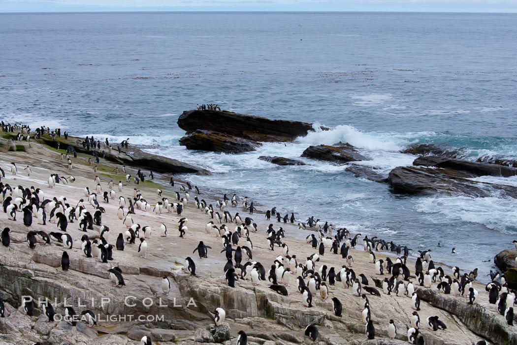 Rockhopper penguins, on rocky coastline of New Island in the Falklands.  True to their name, rockhopper penguins scramble over the rocky intertidal zone and up steep hillsides to reach their nesting colonies which may be hundreds of feet above the ocean, often jumping up and over rocks larger than themselves.  Rockhopper penguins reach 23" and 7.5lb in size, and can live 20-30 years.  They feed primarily on feed on krill, squid, octopus, lantern fish, molluscs, plankton, cuttlefish, and crustaceans. Falkland Islands, United Kingdom, Eudyptes chrysocome, Eudyptes chrysocome chrysocome, natural history stock photograph, photo id 23743