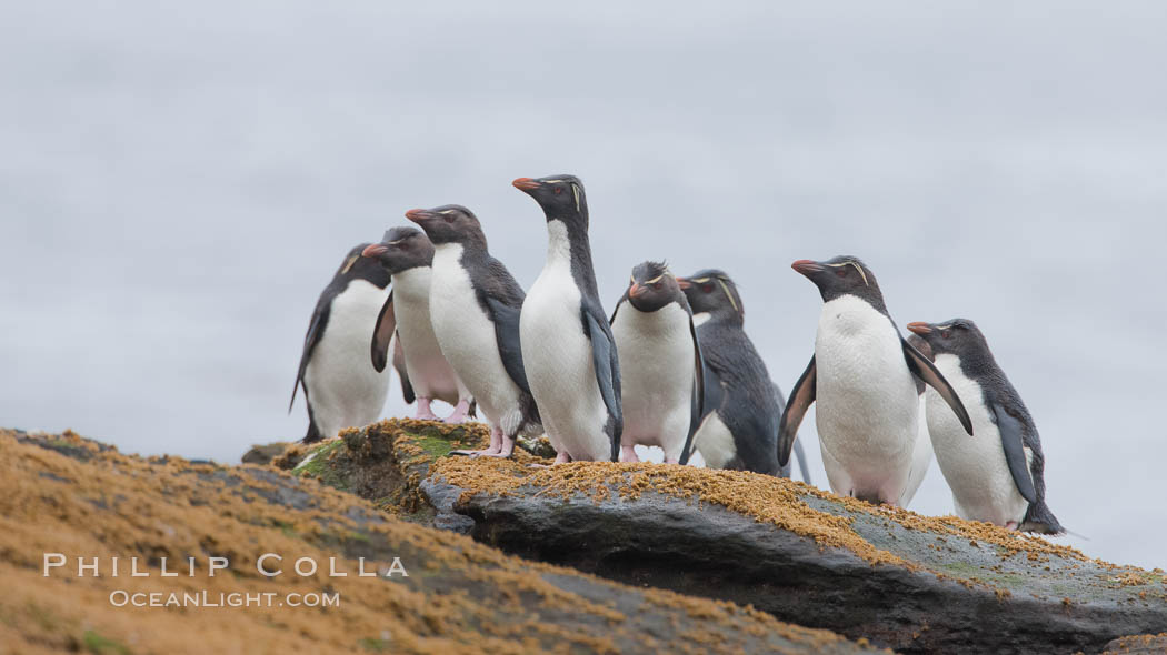 Rockhopper penguins, on rocky coastline of New Island in the Falklands.  True to their name, rockhopper penguins scramble over the rocky intertidal zone and up steep hillsides to reach their nesting colonies which may be hundreds of feet above the ocean, often jumping up and over rocks larger than themselves.  Rockhopper penguins reach 23" and 7.5lb in size, and can live 20-30 years.  They feed primarily on feed on krill, squid, octopus, lantern fish, molluscs, plankton, cuttlefish, and crustaceans. Falkland Islands, United Kingdom, Eudyptes chrysocome, Eudyptes chrysocome chrysocome, natural history stock photograph, photo id 23747