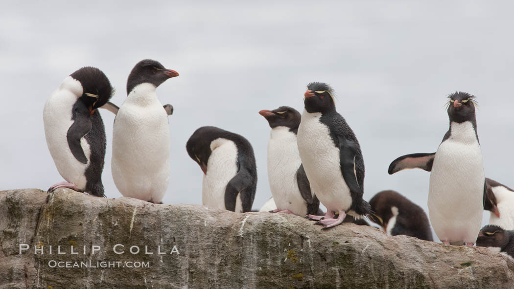 Rockhopper penguins, on rocky coastline of New Island in the Falklands.  True to their name, rockhopper penguins scramble over the rocky intertidal zone and up steep hillsides to reach their nesting colonies which may be hundreds of feet above the ocean, often jumping up and over rocks larger than themselves.  Rockhopper penguins reach 23" and 7.5lb in size, and can live 20-30 years.  They feed primarily on feed on krill, squid, octopus, lantern fish, molluscs, plankton, cuttlefish, and crustaceans. Falkland Islands, United Kingdom, Eudyptes chrysocome, Eudyptes chrysocome chrysocome, natural history stock photograph, photo id 23751