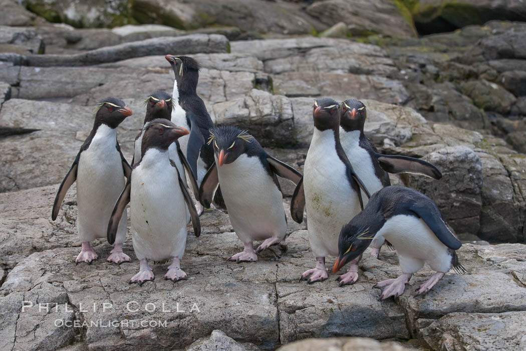 Rockhopper penguins, on rocky coastline of New Island in the Falklands.  True to their name, rockhopper penguins scramble over the rocky intertidal zone and up steep hillsides to reach their nesting colonies which may be hundreds of feet above the ocean, often jumping up and over rocks larger than themselves.  Rockhopper penguins reach 23" and 7.5lb in size, and can live 20-30 years.  They feed primarily on feed on krill, squid, octopus, lantern fish, molluscs, plankton, cuttlefish, and crustaceans. Falkland Islands, United Kingdom, Eudyptes chrysocome, Eudyptes chrysocome chrysocome, natural history stock photograph, photo id 23741