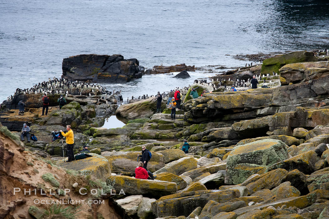 Visitors to New Island, in the Falkland Islands view rockhopper penguins coming and going along the rocky intertidal zone. United Kingdom, Eudyptes chrysocome, Eudyptes chrysocome chrysocome, natural history stock photograph, photo id 23745