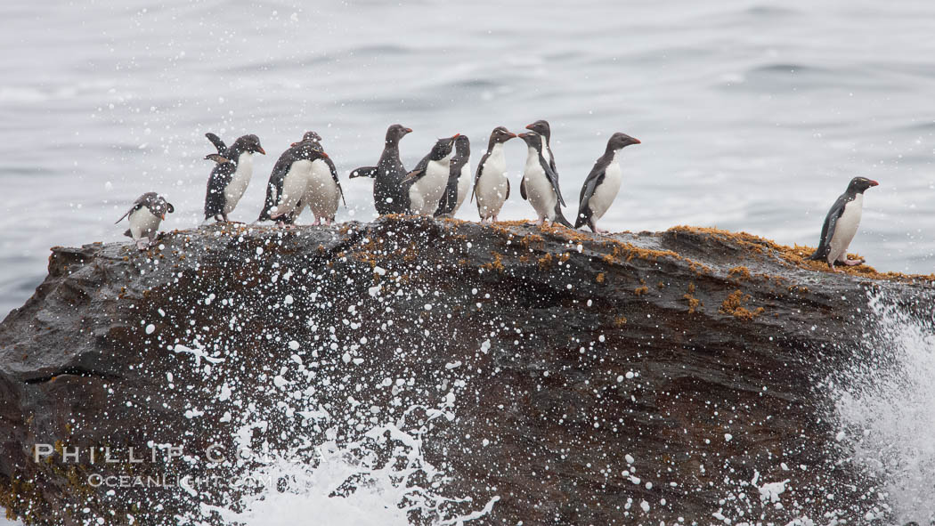 Rockhopper penguins, on rocky coastline of New Island in the Falklands.  True to their name, rockhopper penguins scramble over the rocky intertidal zone and up steep hillsides to reach their nesting colonies which may be hundreds of feet above the ocean, often jumping up and over rocks larger than themselves.  Rockhopper penguins reach 23" and 7.5lb in size, and can live 20-30 years.  They feed primarily on feed on krill, squid, octopus, lantern fish, molluscs, plankton, cuttlefish, and crustaceans. Falkland Islands, United Kingdom, Eudyptes chrysocome, Eudyptes chrysocome chrysocome, natural history stock photograph, photo id 23749