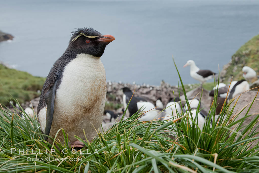Western rockhopper penguin, standing atop tussock grass near a rookery of black-browed albatross. Westpoint Island, Falkland Islands, United Kingdom, Eudyptes chrysocome, natural history stock photograph, photo id 23933