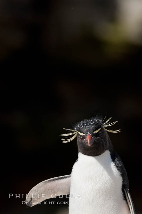 Rockhopper penguin. New Island, Falkland Islands, United Kingdom, natural history stock photograph, photo id 23826