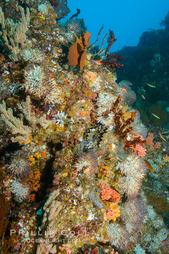 Rocky Reef and Invertebrate Life, Corals and Gorgonians, Mike's Reef, Sea of Cortez. Baja California, Mexico, natural history stock photograph, photo id 32567