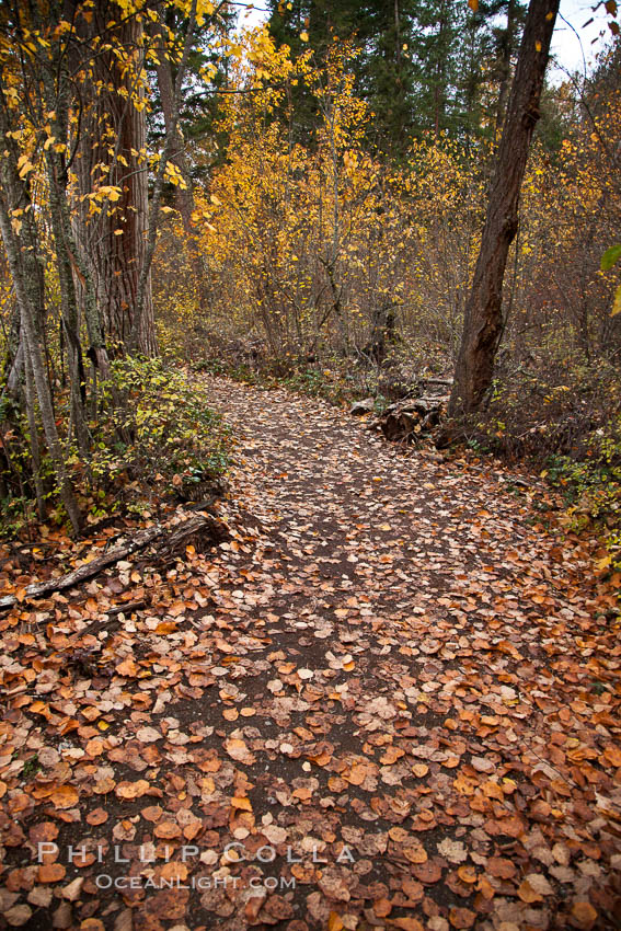 Hiking trail, trees, autumn leaves. Adams River, Roderick Haig-Brown Provincial Park, British Columbia, Canada, natural history stock photograph, photo id 26187