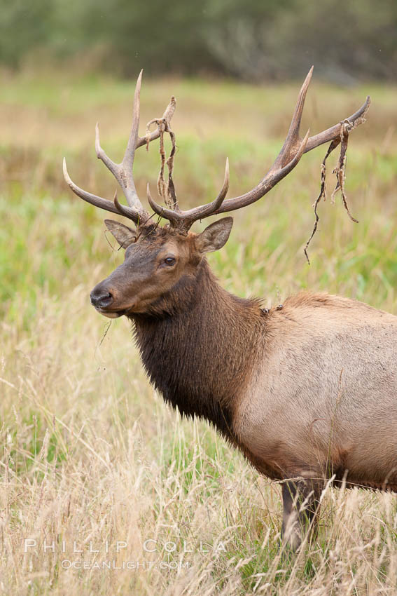 Roosevelt elk, adult bull male with large antlers.  This bull elk has recently shed the velvet that covers its antlers. While an antler is growing, it is covered with highly vascular skin called velvet, which supplies oxygen and nutrients to the growing bone; once the antler has achieved its full size, the velvet is lost and the antler's bone dies. This dead bone structure is the mature antler, which is itself shed after each mating season. Roosevelt elk grow to 10' and 1300 lb, eating grasses, sedges and various berries, inhabiting the coastal rainforests of the Pacific Northwest. Redwood National Park, California, USA, Cervus canadensis roosevelti, natural history stock photograph, photo id 25878