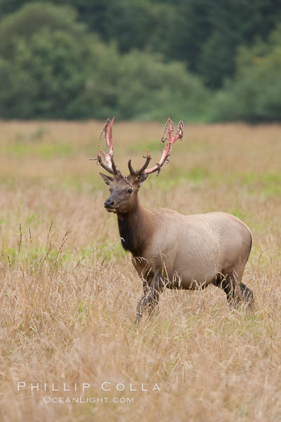 Roosevelt elk, adult bull male with large antlers.  This bull elk has recently shed the velvet that covers its antlers. While an antler is growing, it is covered with highly vascular skin called velvet, which supplies oxygen and nutrients to the growing bone; once the antler has achieved its full size, the velvet is lost and the antler's bone dies. This dead bone structure is the mature antler, which is itself shed after each mating season. Roosevelt elk grow to 10' and 1300 lb, eating grasses, sedges and various berries, inhabiting the coastal rainforests of the Pacific Northwest. Redwood National Park, California, USA, Cervus canadensis roosevelti, natural history stock photograph, photo id 25898