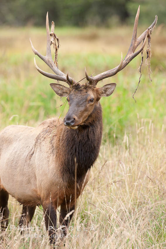 Roosevelt elk, adult bull male with large antlers.  This bull elk has recently shed the velvet that covers its antlers. While an antler is growing, it is covered with highly vascular skin called velvet, which supplies oxygen and nutrients to the growing bone; once the antler has achieved its full size, the velvet is lost and the antler's bone dies. This dead bone structure is the mature antler, which is itself shed after each mating season. Roosevelt elk grow to 10' and 1300 lb, eating grasses, sedges and various berries, inhabiting the coastal rainforests of the Pacific Northwest. Redwood National Park, California, USA, Cervus canadensis roosevelti, natural history stock photograph, photo id 25906