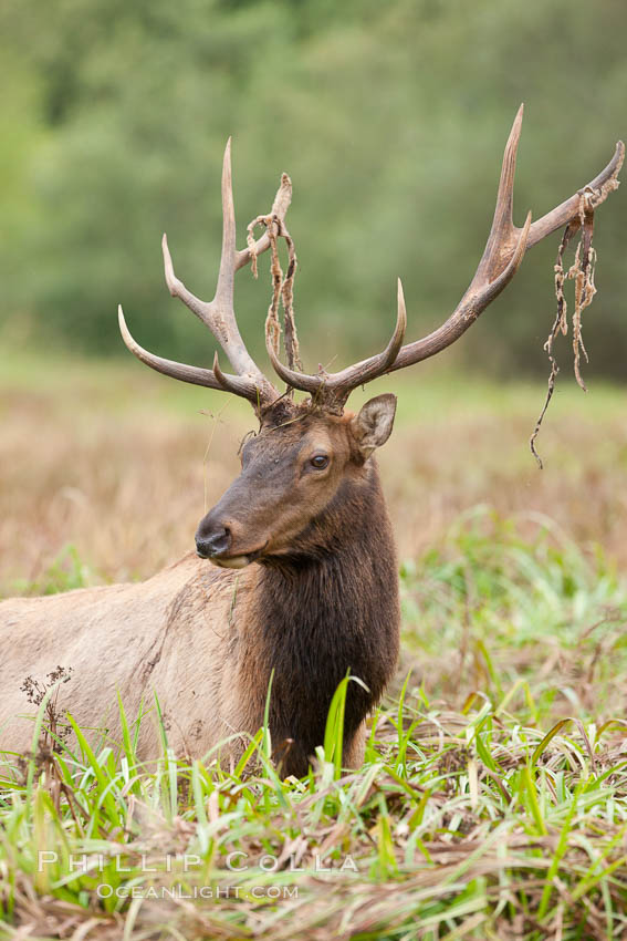 Roosevelt elk, adult bull male with large antlers.  This bull elk has recently shed the velvet that covers its antlers. While an antler is growing, it is covered with highly vascular skin called velvet, which supplies oxygen and nutrients to the growing bone; once the antler has achieved its full size, the velvet is lost and the antler's bone dies. This dead bone structure is the mature antler, which is itself shed after each mating season. Roosevelt elk grow to 10' and 1300 lb, eating grasses, sedges and various berries, inhabiting the coastal rainforests of the Pacific Northwest. Redwood National Park, California, USA, Cervus canadensis roosevelti, natural history stock photograph, photo id 25910