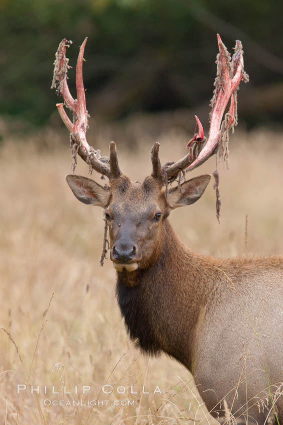 Roosevelt elk, adult bull male with large antlers.  This bull elk has recently shed the velvet that covers its antlers. While an antler is growing, it is covered with highly vascular skin called velvet, which supplies oxygen and nutrients to the growing bone; once the antler has achieved its full size, the velvet is lost and the antler's bone dies. This dead bone structure is the mature antler, which is itself shed after each mating season. Roosevelt elk grow to 10' and 1300 lb, eating grasses, sedges and various berries, inhabiting the coastal rainforests of the Pacific Northwest. Redwood National Park, California, USA, Cervus canadensis roosevelti, natural history stock photograph, photo id 25880