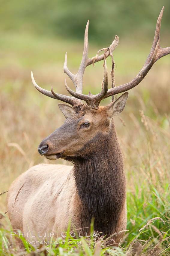 Roosevelt elk, adult bull male with large antlers.  This bull elk has recently shed the velvet that covers its antlers. While an antler is growing, it is covered with highly vascular skin called velvet, which supplies oxygen and nutrients to the growing bone; once the antler has achieved its full size, the velvet is lost and the antler's bone dies. This dead bone structure is the mature antler, which is itself shed after each mating season. Roosevelt elk grow to 10' and 1300 lb, eating grasses, sedges and various berries, inhabiting the coastal rainforests of the Pacific Northwest. Redwood National Park, California, USA, Cervus canadensis roosevelti, natural history stock photograph, photo id 25892