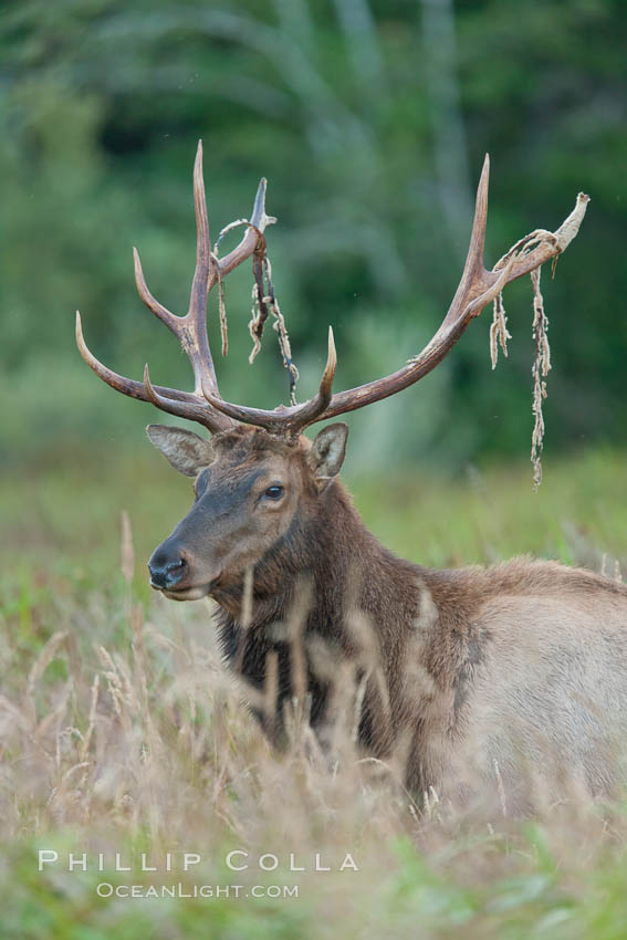 Roosevelt elk, adult bull male with large antlers.  This bull elk has recently shed the velvet that covers its antlers. While an antler is growing, it is covered with highly vascular skin called velvet, which supplies oxygen and nutrients to the growing bone; once the antler has achieved its full size, the velvet is lost and the antler's bone dies. This dead bone structure is the mature antler, which is itself shed after each mating season. Roosevelt elk grow to 10' and 1300 lb, eating grasses, sedges and various berries, inhabiting the coastal rainforests of the Pacific Northwest. Redwood National Park, California, USA, Cervus canadensis roosevelti, natural history stock photograph, photo id 25900