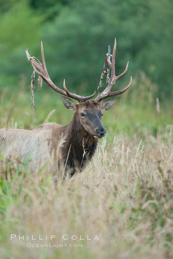 Roosevelt elk, adult bull male with large antlers.  This bull elk has recently shed the velvet that covers its antlers. While an antler is growing, it is covered with highly vascular skin called velvet, which supplies oxygen and nutrients to the growing bone; once the antler has achieved its full size, the velvet is lost and the antler's bone dies. This dead bone structure is the mature antler, which is itself shed after each mating season. Roosevelt elk grow to 10' and 1300 lb, eating grasses, sedges and various berries, inhabiting the coastal rainforests of the Pacific Northwest. Redwood National Park, California, USA, Cervus canadensis roosevelti, natural history stock photograph, photo id 25908