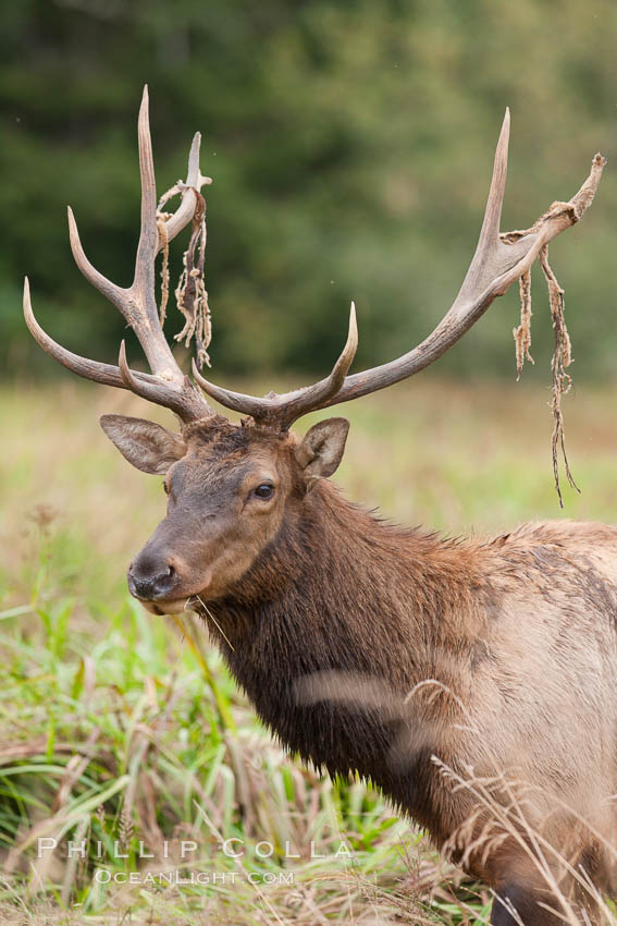 Roosevelt elk, adult bull male with large antlers, Cervus 