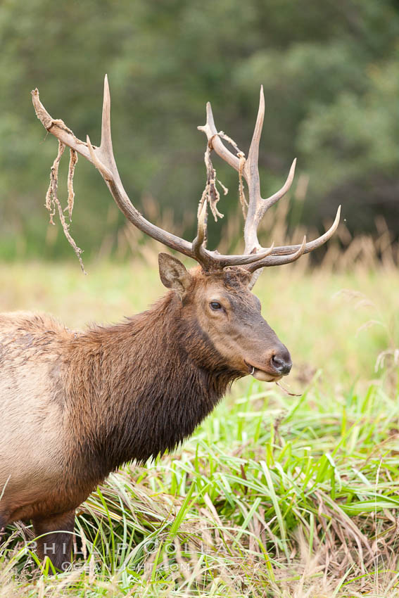 Roosevelt elk, adult bull male with large antlers.  This bull elk has recently shed the velvet that covers its antlers. While an antler is growing, it is covered with highly vascular skin called velvet, which supplies oxygen and nutrients to the growing bone; once the antler has achieved its full size, the velvet is lost and the antler's bone dies. This dead bone structure is the mature antler, which is itself shed after each mating season. Roosevelt elk grow to 10' and 1300 lb, eating grasses, sedges and various berries, inhabiting the coastal rainforests of the Pacific Northwest. Redwood National Park, California, USA, Cervus canadensis roosevelti, natural history stock photograph, photo id 25901