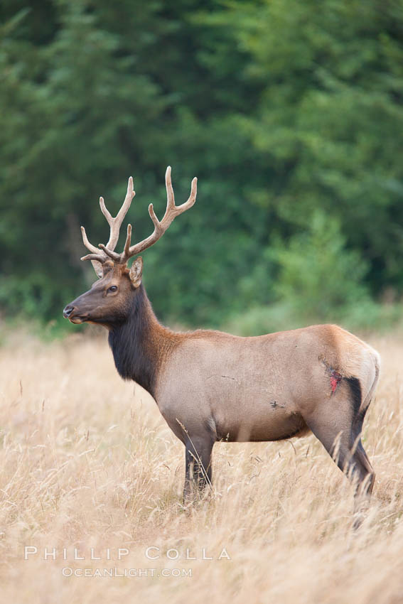 Roosevelt elk, adult bull male with large antlers.  Roosevelt elk grow to 10' and 1300 lb, eating grasses, sedges and various berries, inhabiting the coastal rainforests of the Pacific Northwest. Redwood National Park, California, USA, Cervus canadensis roosevelti, natural history stock photograph, photo id 25886