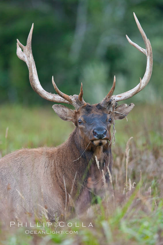 Roosevelt elk, adult bull male with large antlers.  Roosevelt elk grow to 10' and 1300 lb, eating grasses, sedges and various berries, inhabiting the coastal rainforests of the Pacific Northwest. Redwood National Park, California, USA, Cervus canadensis roosevelti, natural history stock photograph, photo id 25894