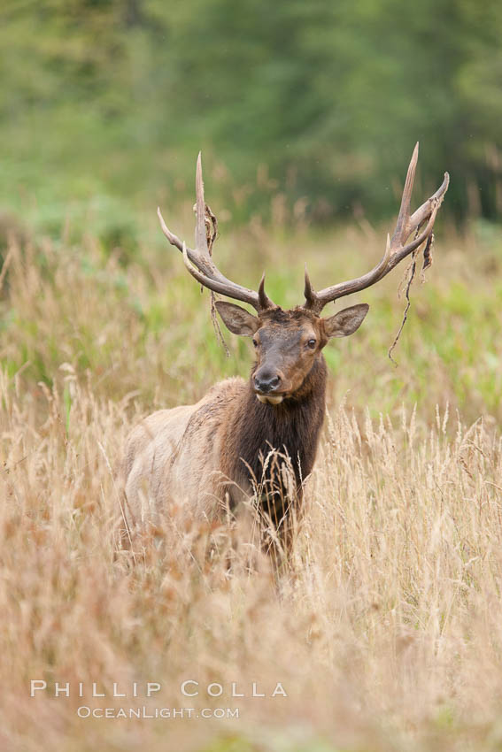 Roosevelt elk, adult bull male with large antlers.  Roosevelt elk grow to 10' and 1300 lb, eating grasses, sedges and various berries, inhabiting the coastal rainforests of the Pacific Northwest. Redwood National Park, California, USA, Cervus canadensis roosevelti, natural history stock photograph, photo id 25902