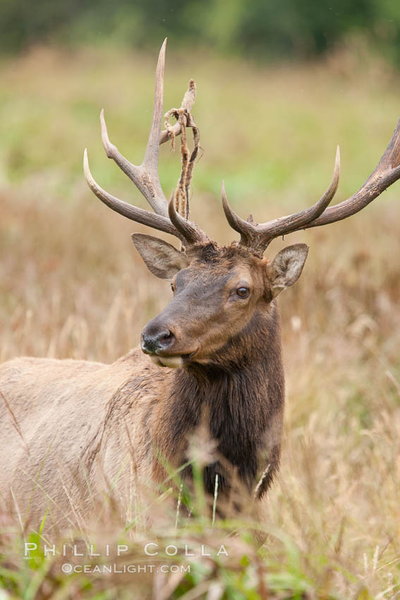 Roosevelt elk, adult bull male with large antlers.  Roosevelt elk grow to 10' and 1300 lb, eating grasses, sedges and various berries, inhabiting the coastal rainforests of the Pacific Northwest. Redwood National Park, California, USA, Cervus canadensis roosevelti, natural history stock photograph, photo id 25884