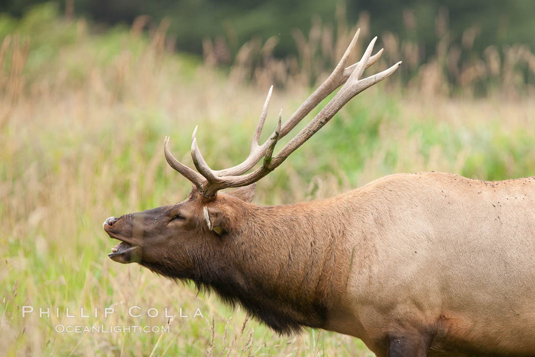 Roosevelt elk, adult bull male with large antlers.  Roosevelt elk grow to 10' and 1300 lb, eating grasses, sedges and various berries, inhabiting the coastal rainforests of the Pacific Northwest. Redwood National Park, California, USA, Cervus canadensis roosevelti, natural history stock photograph, photo id 25888