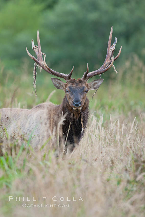 Roosevelt elk, adult bull male with large antlers.  Roosevelt elk grow to 10' and 1300 lb, eating grasses, sedges and various berries, inhabiting the coastal rainforests of the Pacific Northwest. Redwood National Park, California, USA, Cervus canadensis roosevelti, natural history stock photograph, photo id 25904