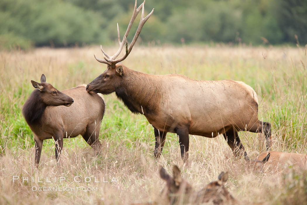 Roosevelt elk, adult bull male with large antlers.  Roosevelt elk grow to 10' and 1300 lb, eating grasses, sedges and various berries, inhabiting the coastal rainforests of the Pacific Northwest. Redwood National Park, California, USA, Cervus canadensis roosevelti, natural history stock photograph, photo id 25879