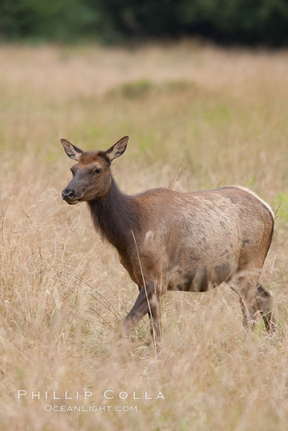 Roosevelt elk, adult bull male with large antlers.  Roosevelt elk grow to 10' and 1300 lb, eating grasses, sedges and various berries, inhabiting the coastal rainforests of the Pacific Northwest. Redwood National Park, California, USA, Cervus canadensis roosevelti, natural history stock photograph, photo id 25899