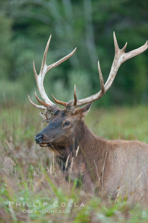 Roosevelt elk, adult bull male with large antlers.  Roosevelt elk grow to 10' and 1300 lb, eating grasses, sedges and various berries, inhabiting the coastal rainforests of the Pacific Northwest. Redwood National Park, California, USA, Cervus canadensis roosevelti, natural history stock photograph, photo id 25903