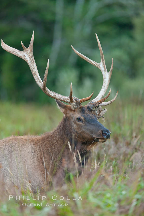 Roosevelt elk, adult bull male with large antlers.  Roosevelt elk grow to 10' and 1300 lb, eating grasses, sedges and various berries, inhabiting the coastal rainforests of the Pacific Northwest. Redwood National Park, California, USA, Cervus canadensis roosevelti, natural history stock photograph, photo id 25911